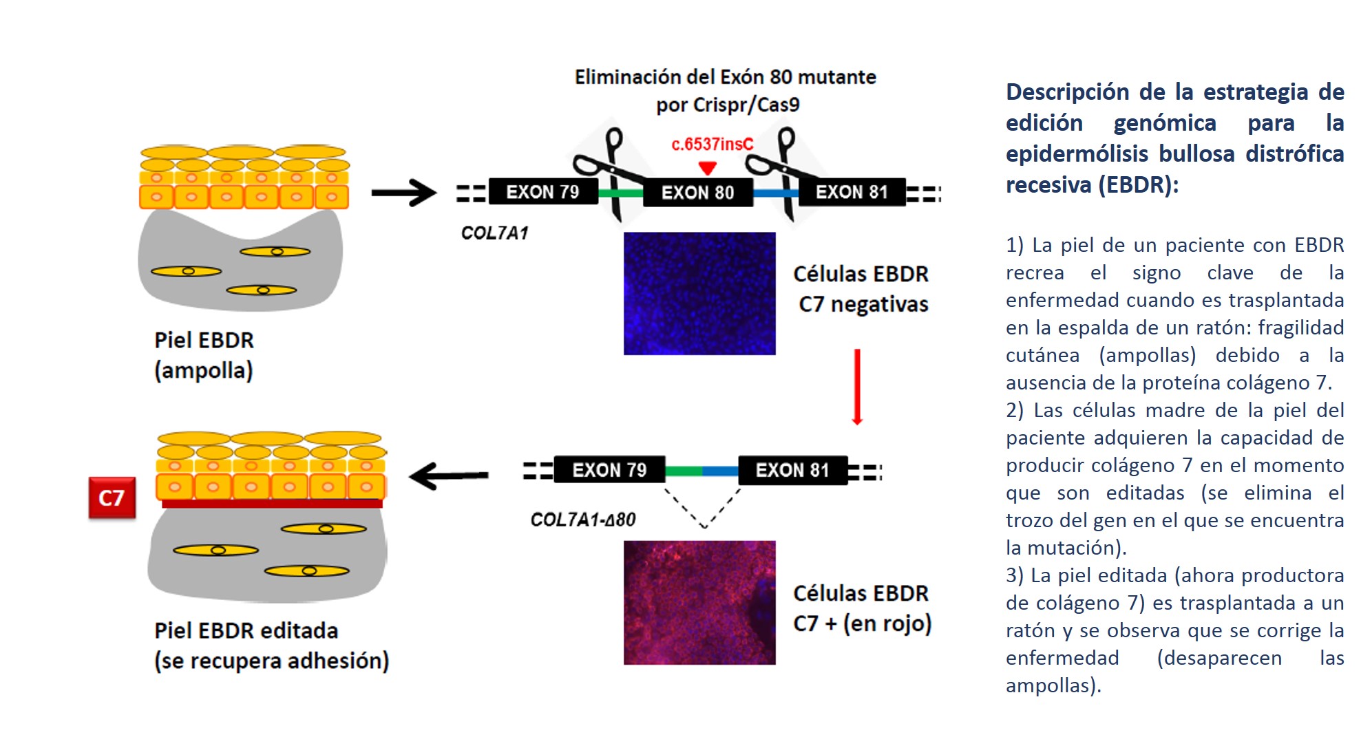 2019 04 08 Edición genómica epidermólisis quironsalud